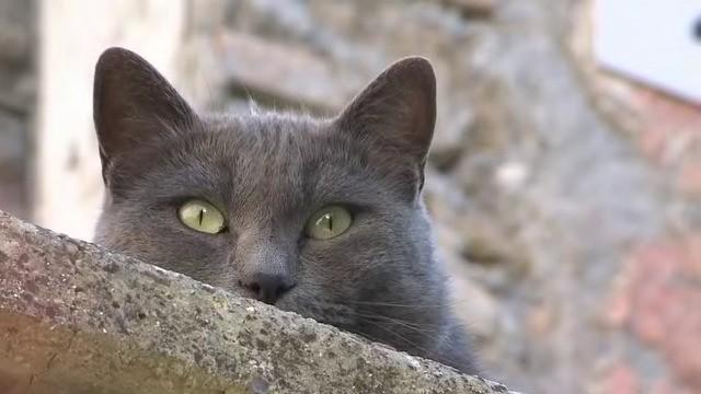 Ritorno alla vita selvaggia