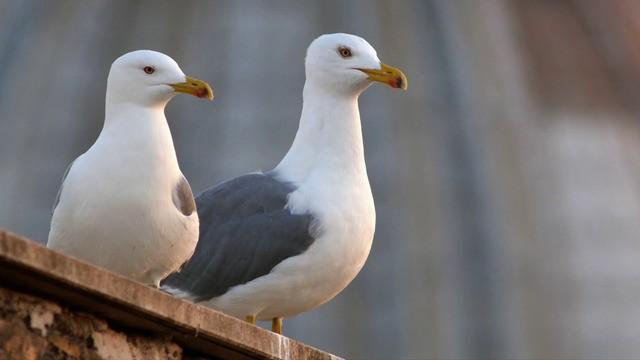 Cacciatori dei cieli cittadini