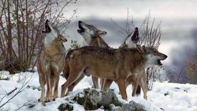 Il lupo e i suoi compagni