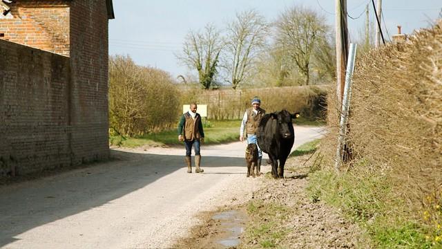 Calving and Asparagus