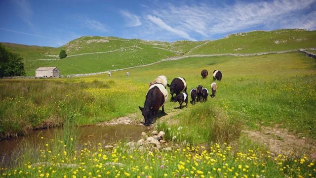 Chickens and Hill Farming