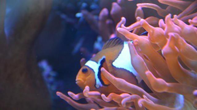 Meerwasserfische