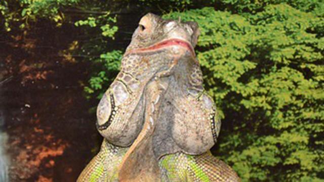 Leguan
