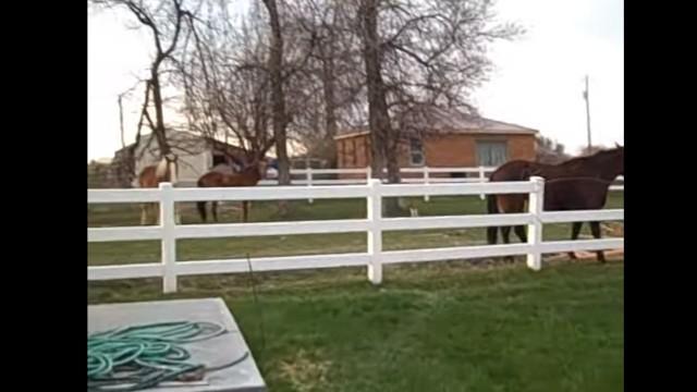 Obamas horse TAX!!!