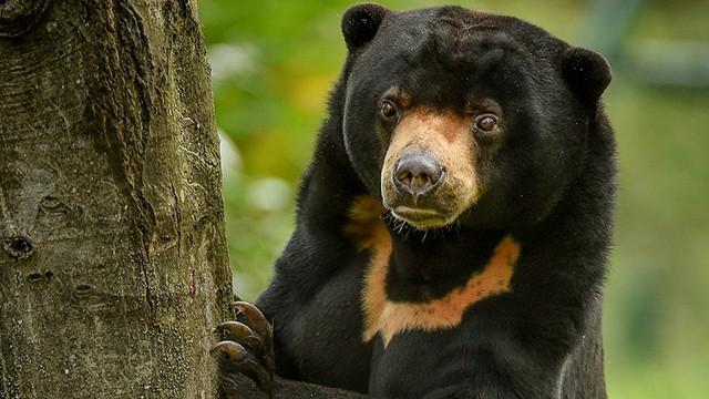 Heating Up A Sun Bear Romance