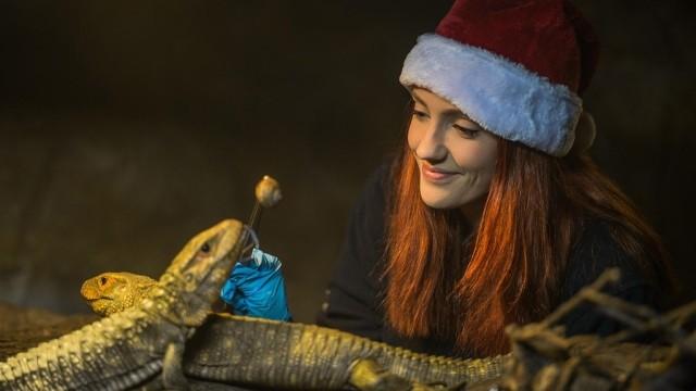 Christmas 2017: O Come All Ye Mongoose