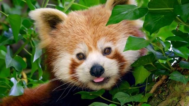 Do you love me Red Panda?