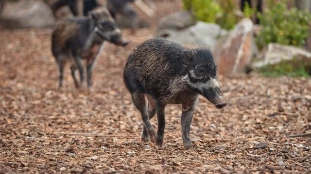 The disappearance of the warty Pig