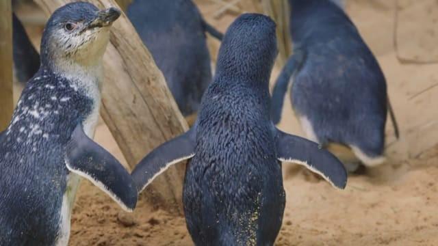 Penguins In Love
