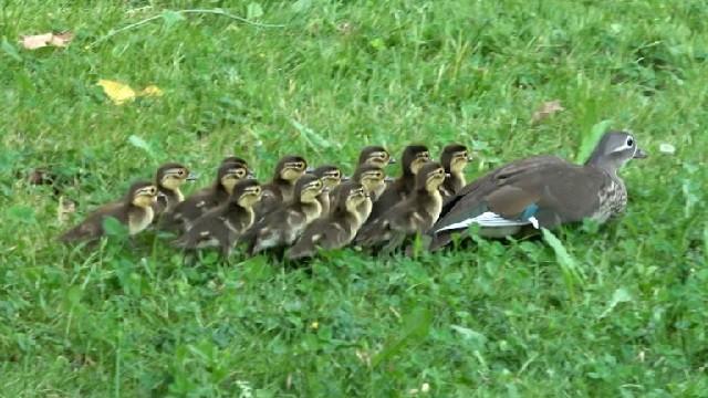 Urban Parenting ― Mandarin Duck, Japan