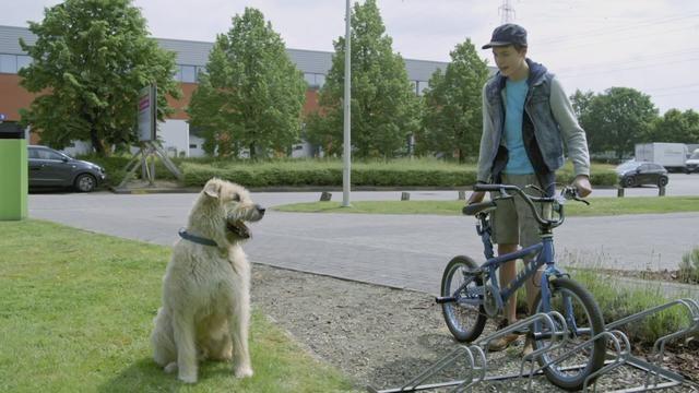 Allemaal beestjes