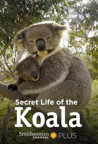 Secret Life of the Koala