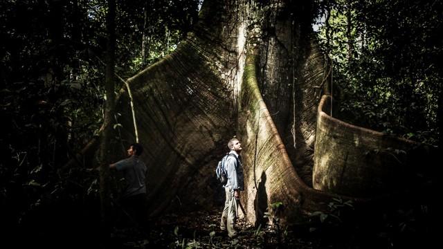El lamento de la jungla