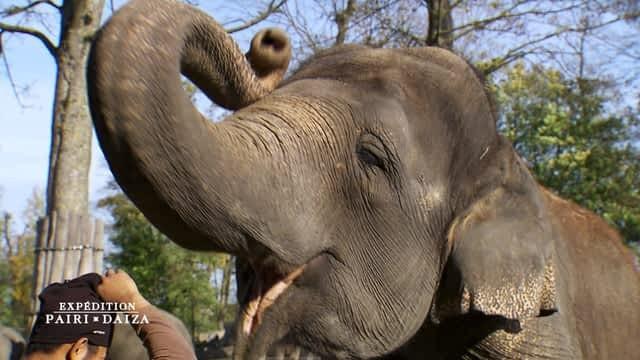 3 - Pédicure XXL chez les éléphants