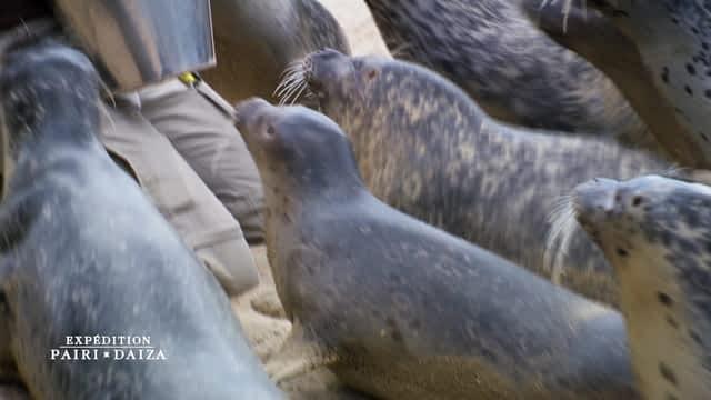 12 - La première sortie des otaries