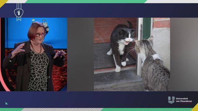 Waarom geeft je kat je kopjes?