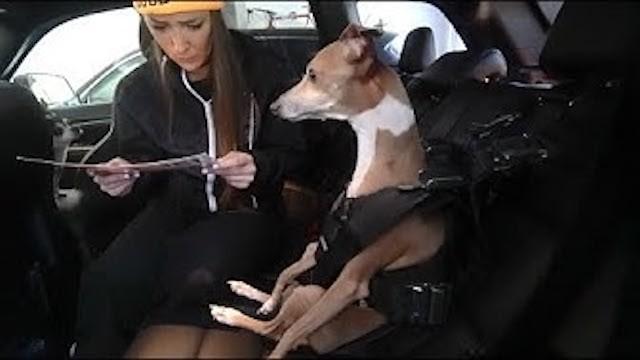 Testing A Viral Dog Car Harness