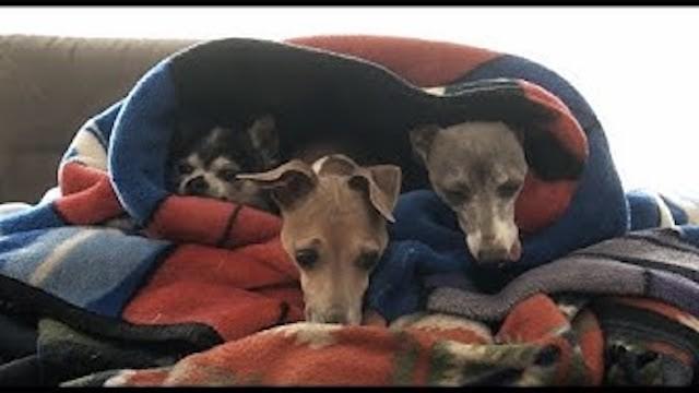 My Dogs Enjoying Blankets (and Other Warm Things)