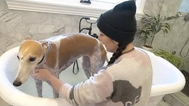 Bunny's First Bath