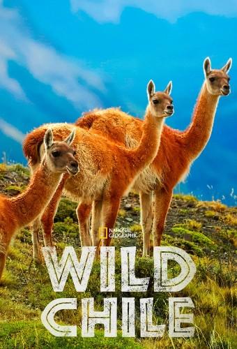 Wildes Chile