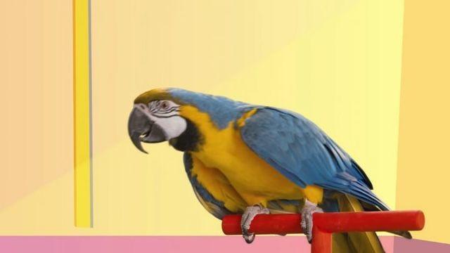 ABC / Math song