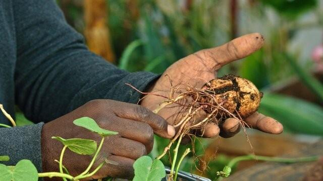 Grow Your Own Food: Sweet Potatoes