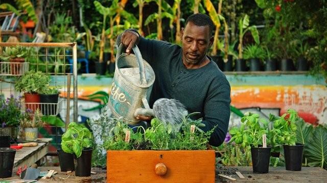 Grow Your Own Food: Herbs