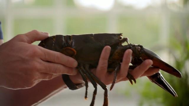 Mastering Ingredients: Fish & Shellfish