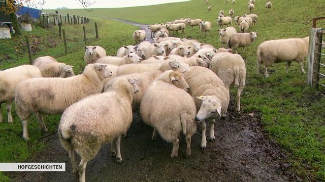 Paarungszeit bei den Schafen