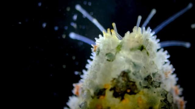 The Secret Things Living in Your Aquarium