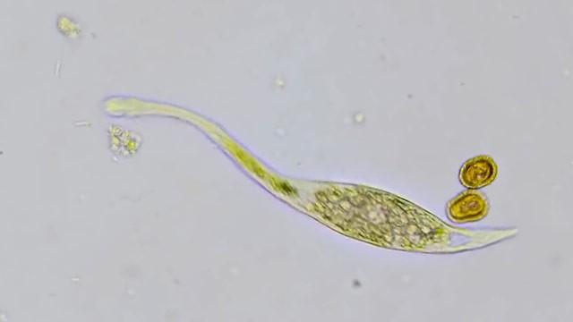 How to Survive the Microcosmos