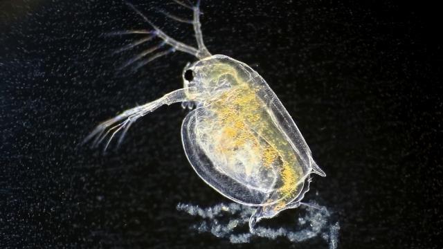 Water Fleas: Look Weird, Adapt Weirder