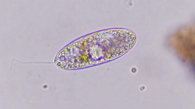 Colorless Euglenoids: Structure and Function (and Food)