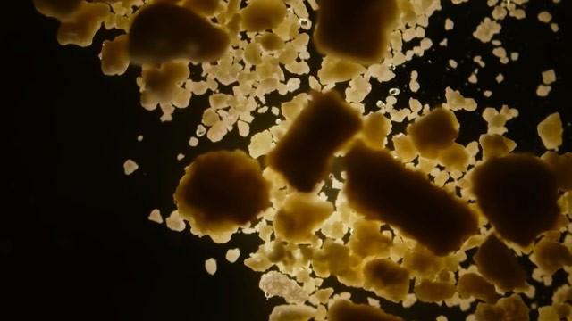 The Microbe You Eat All The Time