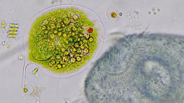 How to Name a Microbe