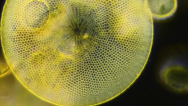 Preserving the History of the Microcosmos With Prepared Slides
