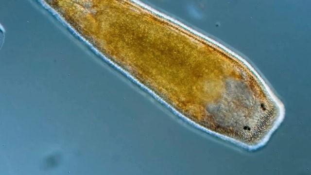 Flatworms: Simple Wiggly Tubes