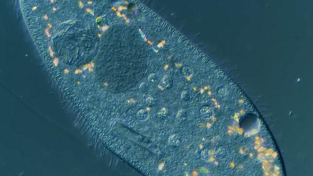 Our Paramecia Are Infected