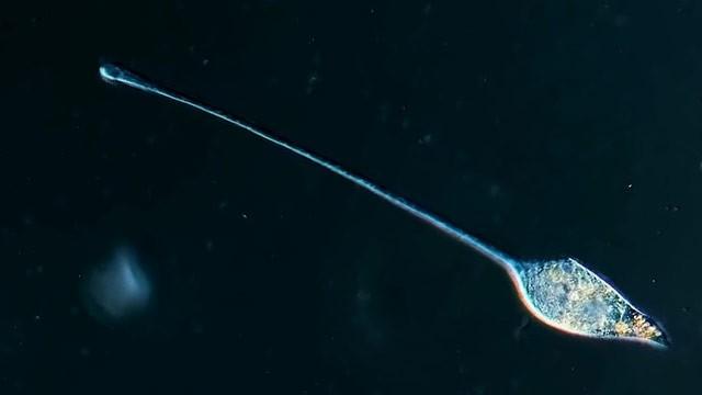 Lacrymaria: Vicious Long-Necked Predators