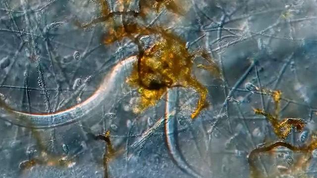 The Fungus That Traps and Kills Nematodes