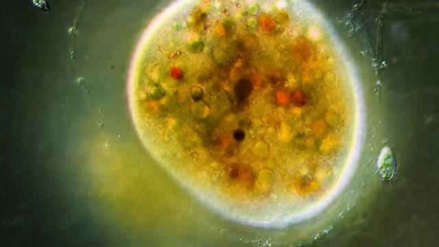 Ophyroglena: The Tricky Transforming Ciliate