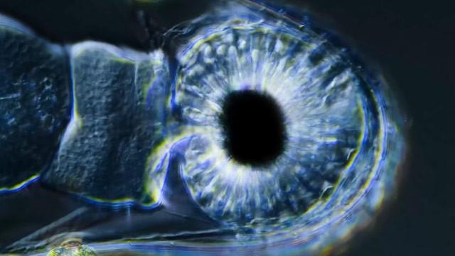 Can Microbes See Without Eyes?