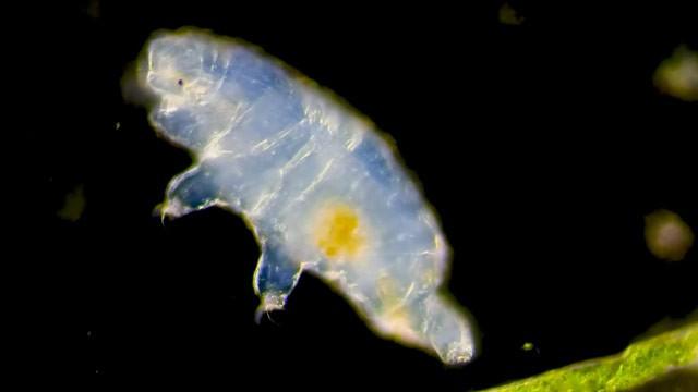 Do Microscopic Immortals Actually Exist?