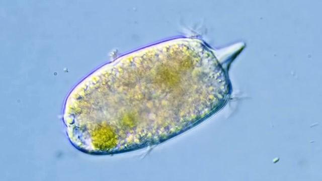 Didinium: The Paramecium Hunter