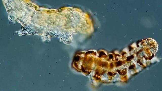 Some Water Bears Live on Land