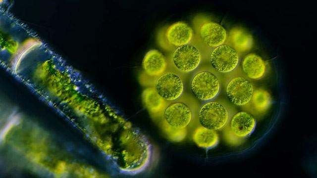How Did Multicellularity Evolve?