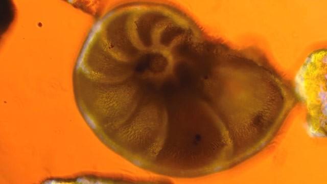 Foraminifera: Hard on The Outside, Squishy on the Inside