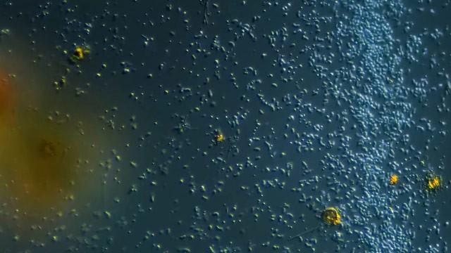 Why Do Bacteria Move Like Vibrating Chaos Snakes?
