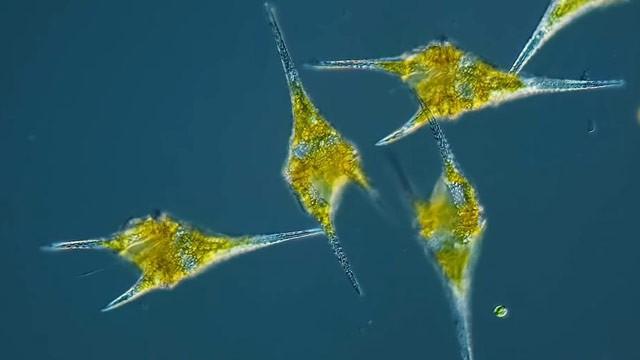 The Algae That Saved an Astronaut's Life