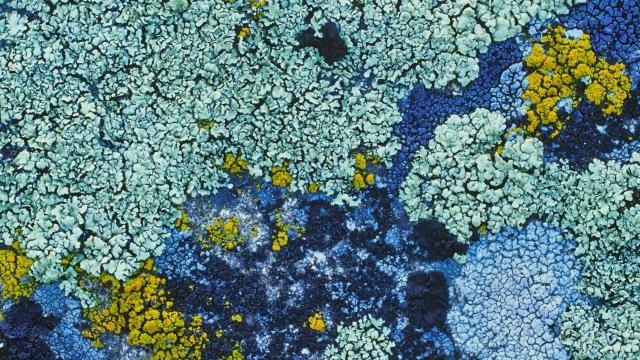Moss & Lichen: Which One Is Actually a Plant?